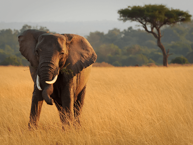 Senegalská fauna